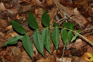 Platycarya strobilacea, Wingnut, leaf upper