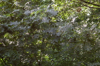 Platycarya strobilacea, Wingnut, plant