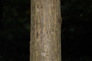 Platycarya strobilacea, Wingnut, stem