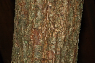 Platycarya strobilacea, Wingnut, stem