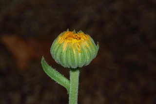 Calendula officinalis, Radio, Pot marigold, flower bud