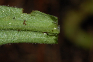 Calendula officinalis, Radio, Pot marigold, leaf base under