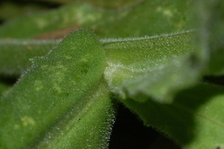 Calendula officinalis, Radio, Pot marigold, leaf base upper