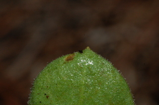 Calendula officinalis, Radio, Pot marigold, leaf tip under