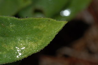 Calendula officinalis, Radio, Pot marigold, leaf tip upper