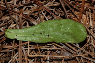 Calendula officinalis, Radio, Pot marigold, leaf under