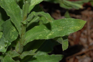 Calendula officinalis, Radio, Pot marigold, leaf upper