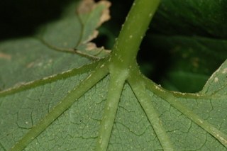 Humulus lupulus, Hops, leaf base under
