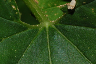 Humulus lupulus, Hops, leaf base upper