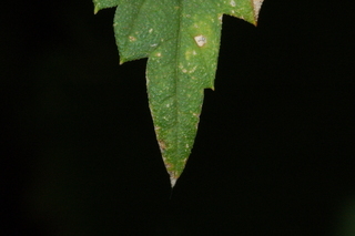 Humulus lupulus, Hops, leaf tip upper