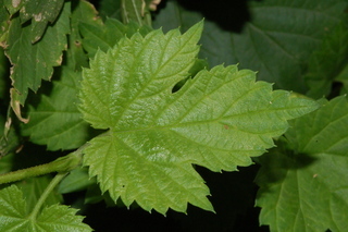Humulus lupulus, Hops, leaf upper