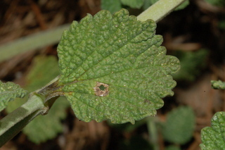 Marrubium vulgare, Horehound, leaf upper