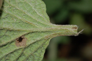 Marrubium vulgare, Horehound, leaf base under