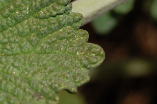 Marrubium vulgare, Horehound, leaf tip upper