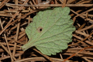 Marrubium vulgare, Horehound, leaf under