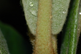 Eriobotrya japonica, Loquat, leaf base under