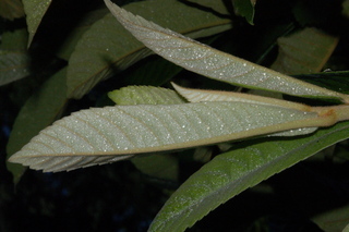 Eriobotrya japonica, Loquat, leaf under