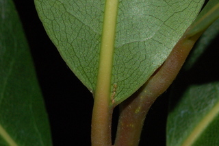 Laurus nobilis, leaf base under