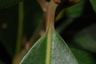 Laurus nobilis, leaf base upper