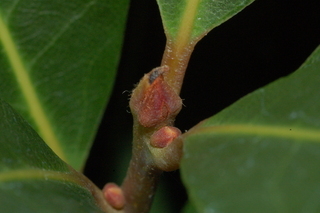 Laurus nobilis, leaf bud