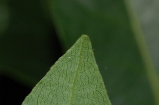 Laurus nobilis, leaf tip under