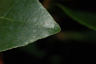 Laurus nobilis, leaf tip upper