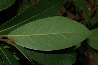 Laurus nobilis, leaf under