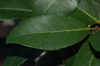 Laurus nobilis, leaf upper