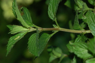 Mentha piperita, Peppermint, branching