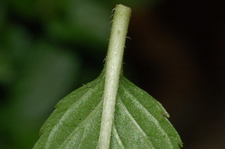 Mentha piperita, Peppermint, leaf base under