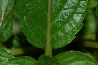 Mentha piperita, Peppermint, leaf base upper