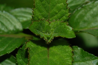 Mentha piperita, Peppermint, leaf bud