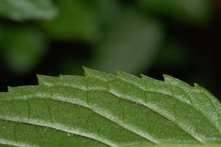 Mentha piperita, Peppermint, leaf margin under