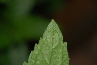 Mentha piperita, Peppermint, leaf tip under