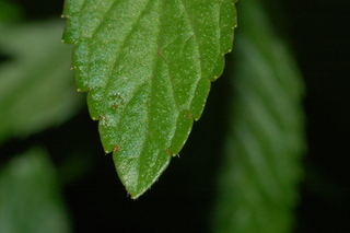 Mentha piperita, Peppermint, leaf tip upper