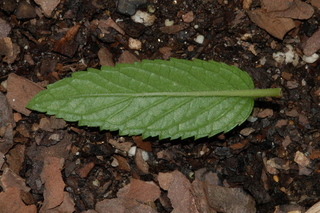Mentha piperita, Peppermint, leaf under