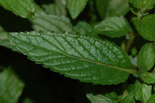 Mentha piperita, Peppermint, leaf upper