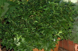 Mentha piperita, Peppermint, plant