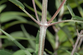 Salvia leucantha, Mexican bush sage, branching