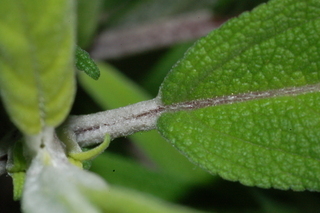 Salvia leucantha, Mexican bush sage, leaf base upper