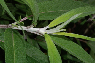 Salvia leucantha, Mexican bush sage, leaf bud