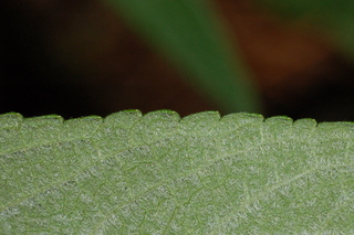 Salvia leucantha, Mexican bush sage, leaf margin under