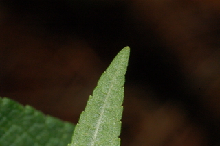 Salvia leucantha, Mexican bush sage, leaf tip under