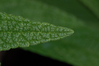 Salvia leucantha, Mexican bush sage, leaf tip upper