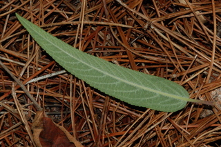 Salvia leucantha, Mexican bush sage, leaf under