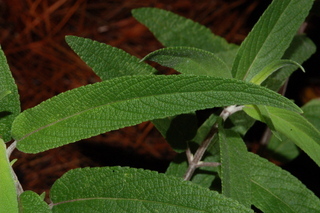 Salvia leucantha, Mexican bush sage, leaf upper