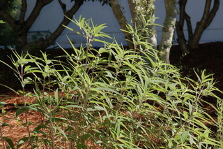Salvia leucantha, Mexican bush sage, plant