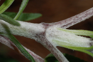 Salvia leucantha, Mexican bush sage, stem
