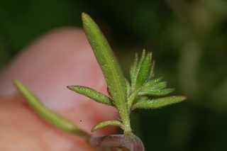 Satureja hortensis, Summer savory, leaf under
