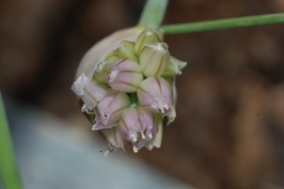Allium schoenoprasum, chives, flower bud